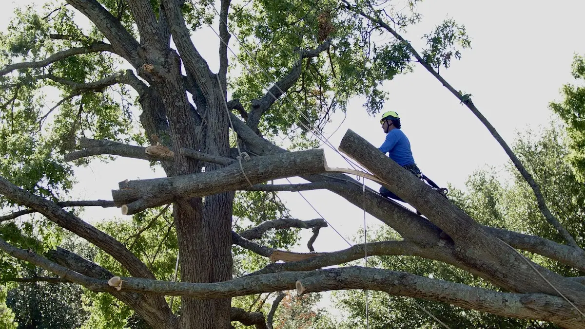 Professional Hazardous Tree Removal performed by certified arborists in Adah