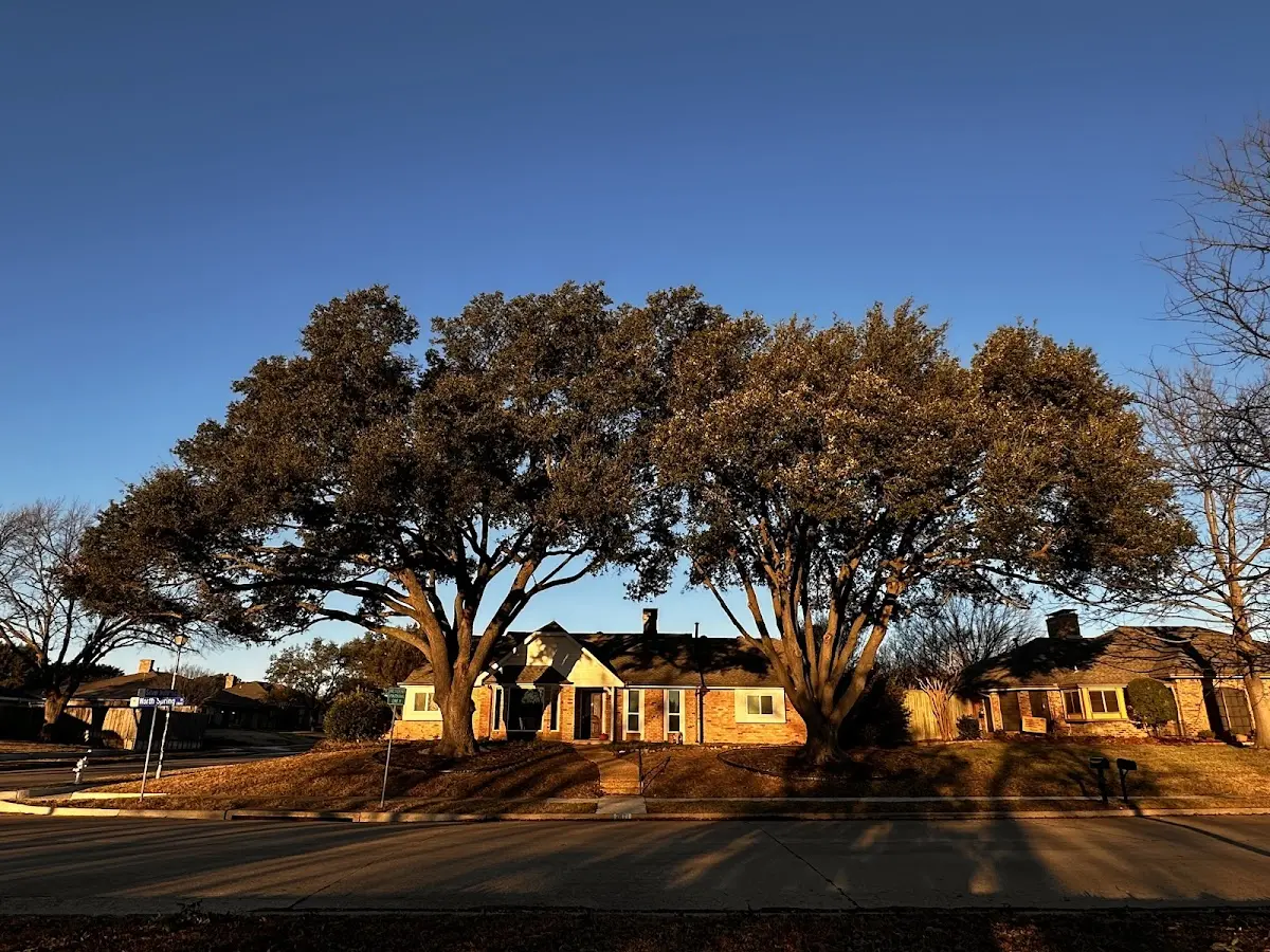 Established residential canopy tree shading a home in Adah